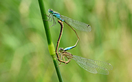 Mating Common Bluetails (Ischnura elegans)